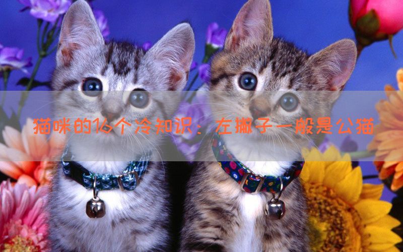 猫咪的16个冷知识：左撇子一般是公猫