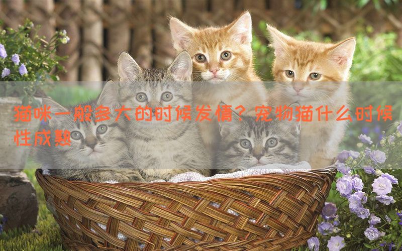 猫咪一般多大的时候发情？宠物猫什么时候性成熟(图1)