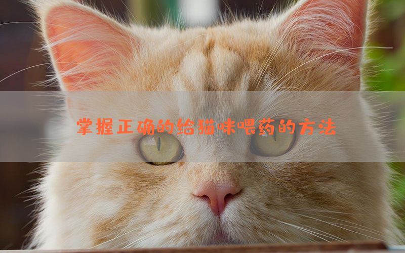 掌握正确的给猫咪喂药的方法(图1)