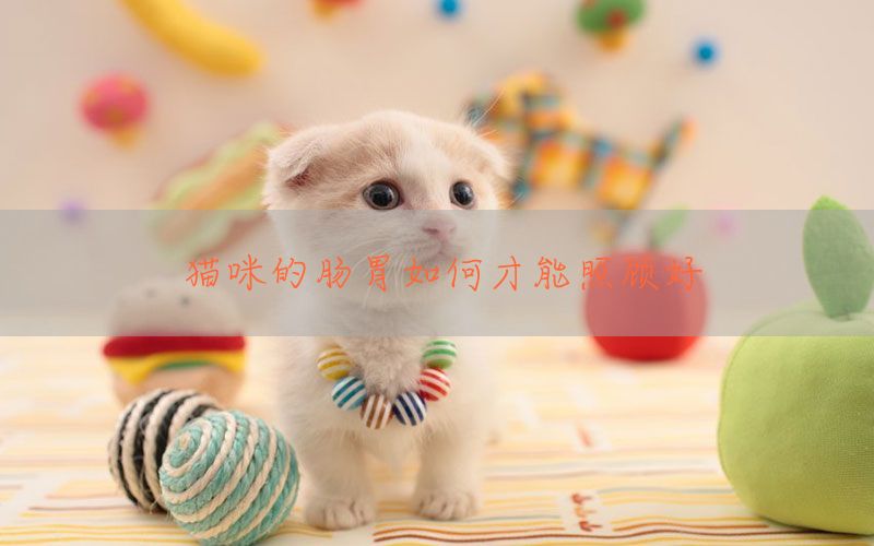 猫咪的肠胃如何才能照顾好(图1)