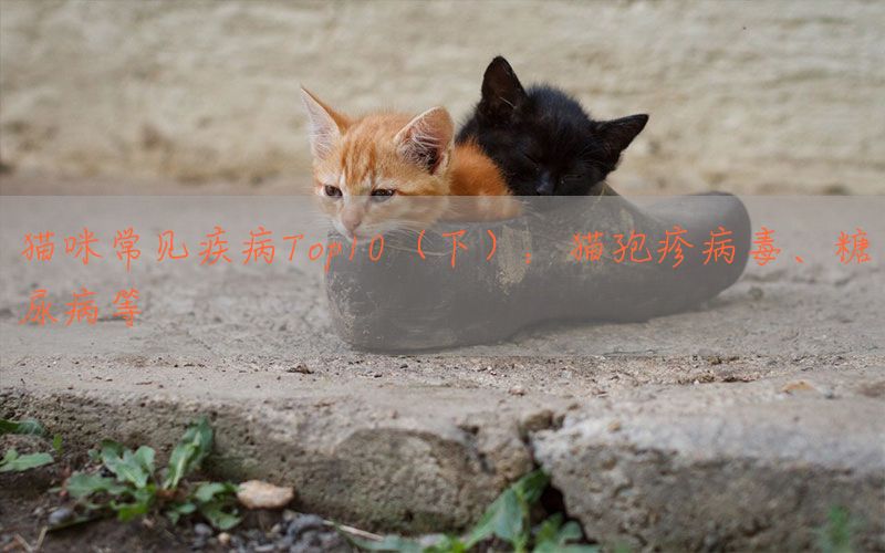 猫咪常见疾病Top10（下）：猫孢疹病毒、糖尿病等(图1)