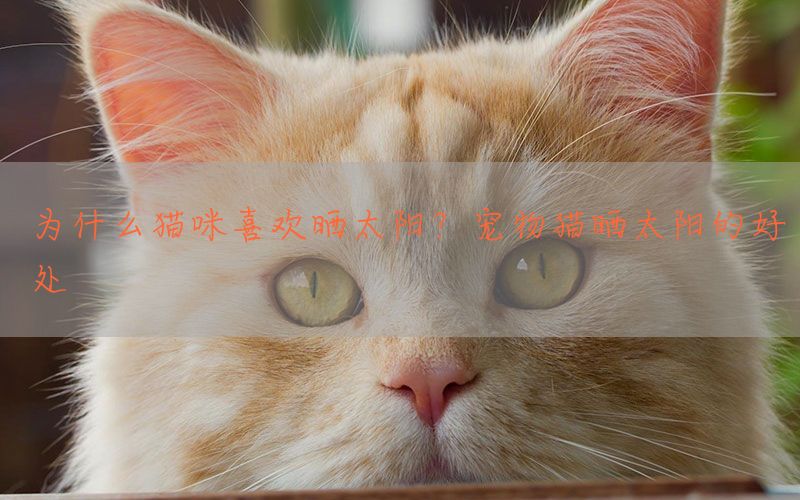 为什么猫咪喜欢晒太阳？宠物猫晒太阳的好处(图1)