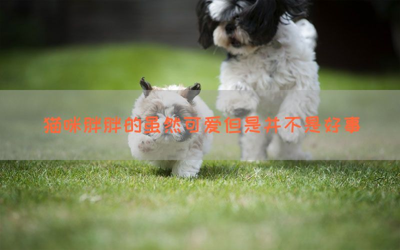 猫咪胖胖的虽然可爱但是并不是好事(图1)