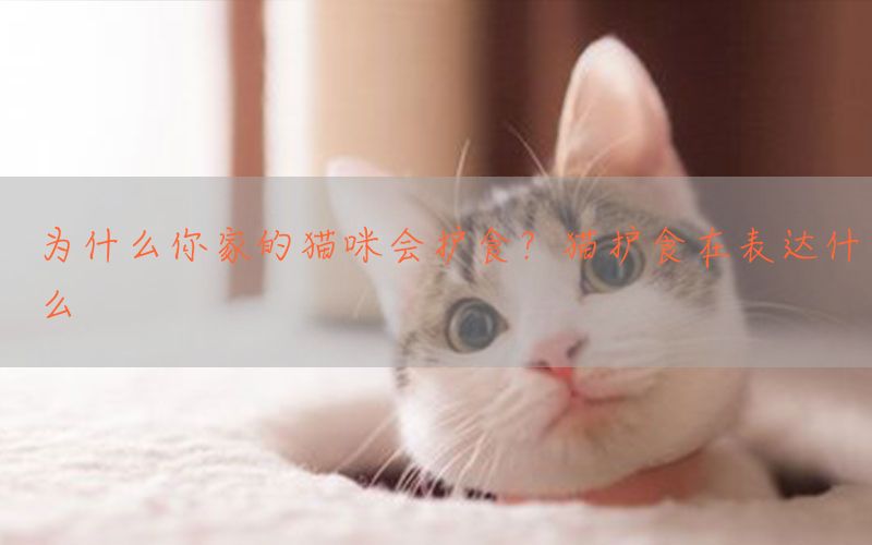 为什么你家的猫咪会护食？猫护食在表达什么(图1)