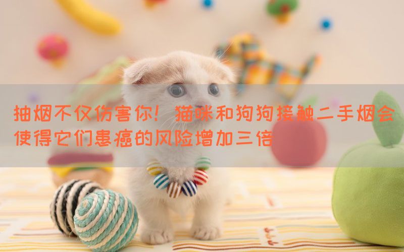 抽烟不仅伤害你！猫咪和狗狗接触二手烟会使得它们患癌的风险增加三倍