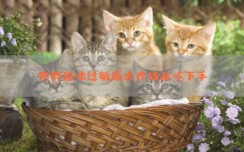 狗狗猫咪过敏原大作战从吃下手！