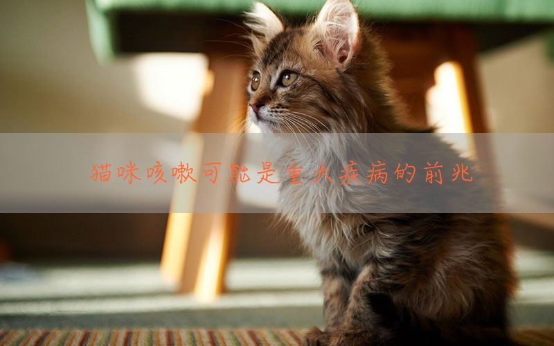 猫咪咳嗽可能是重大疾病的前兆