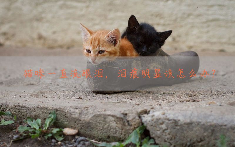 猫咪一直流眼泪，泪痕明显该怎么办？