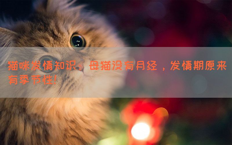 猫咪发情知识：母猫没有月经，发情期原来有季节性！(图1)