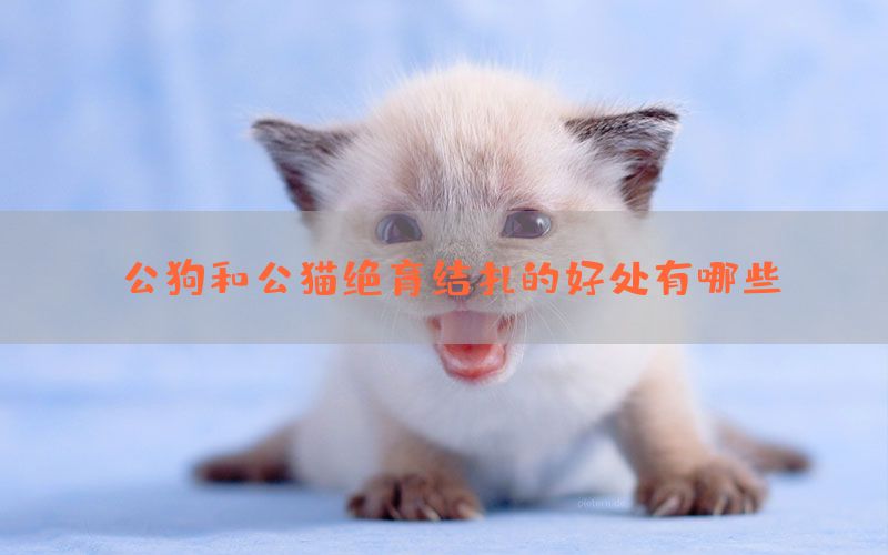 公狗和公猫绝育结扎的好处有哪些？(图1)