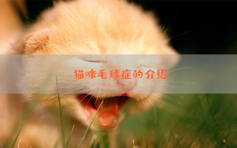 猫咪毛球症的介绍(图1)