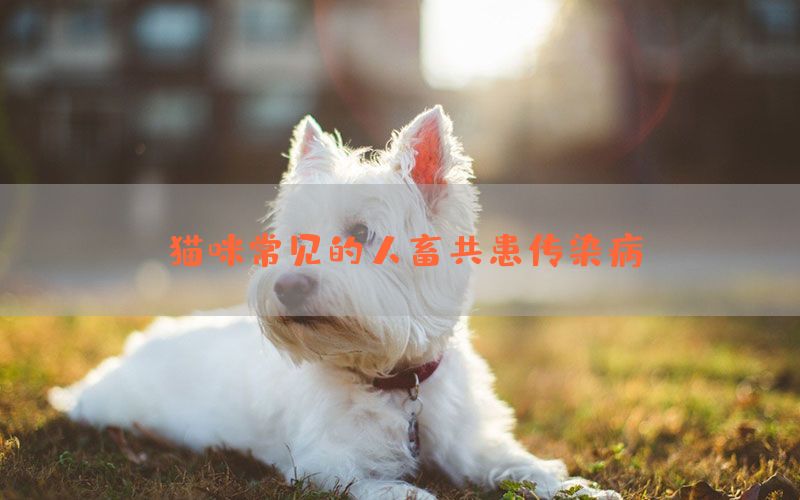 猫咪常见的人畜共患传染病(图1)