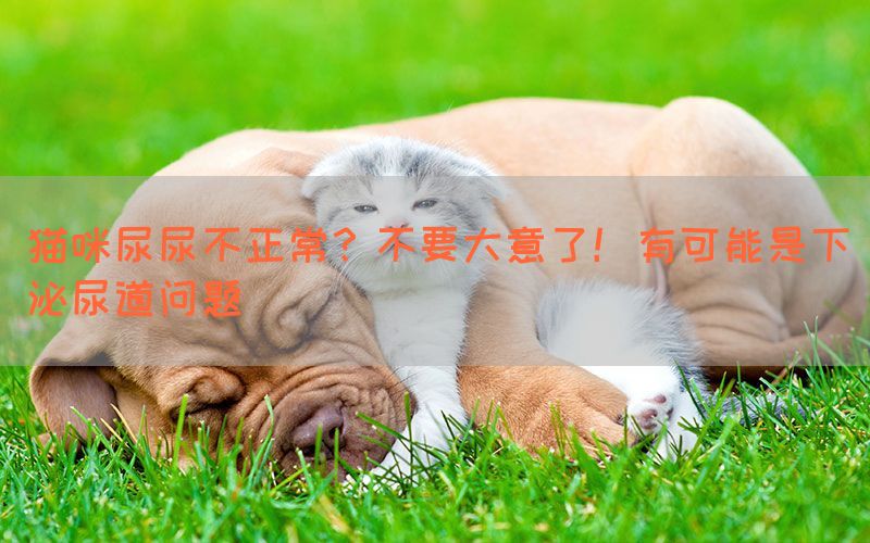 猫咪尿尿不正常？不要大意了！有可能是下泌尿道问题