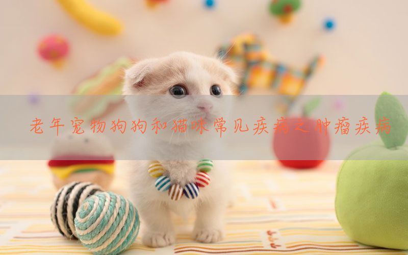 老年宠物狗狗和猫咪常见疾病之肿瘤疾病(图1)