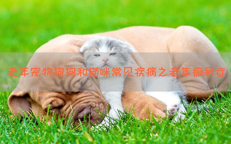 老年宠物狗狗和猫咪常见疾病之老年痴呆症(图1)