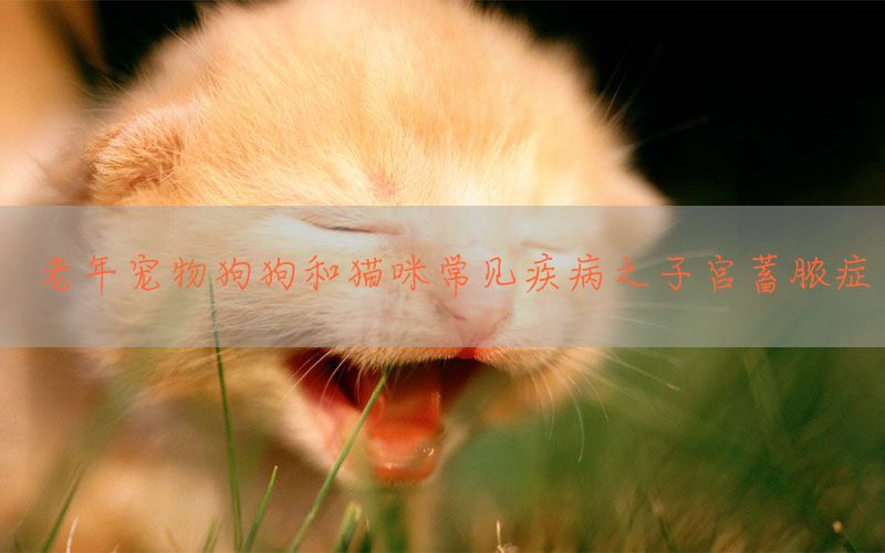 老年宠物狗狗和猫咪常见疾病之子宫蓄脓症(图1)