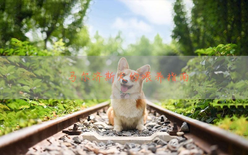 马尔济斯犬的喂养指南