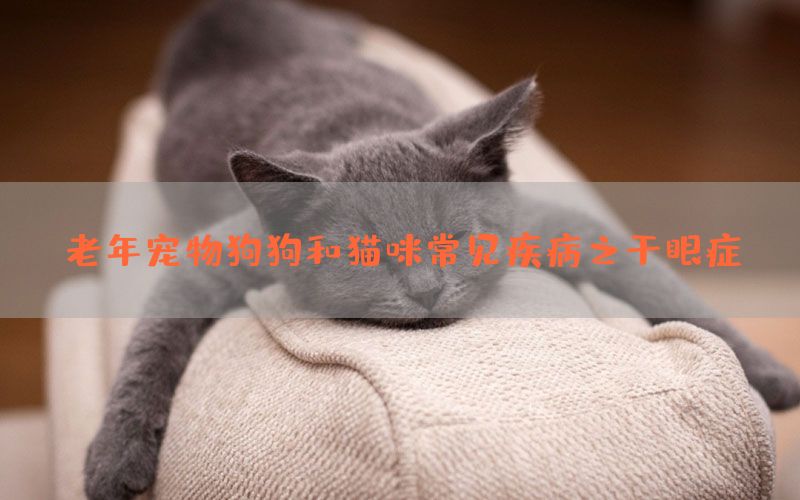 老年宠物狗狗和猫咪常见疾病之干眼症