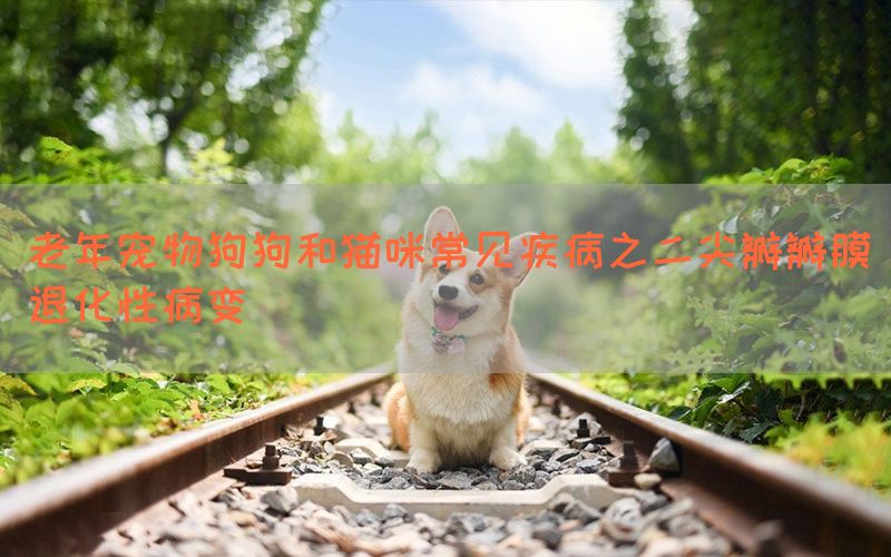 老年宠物狗狗和猫咪常见疾病之二尖瓣瓣膜退化性病变(图1)