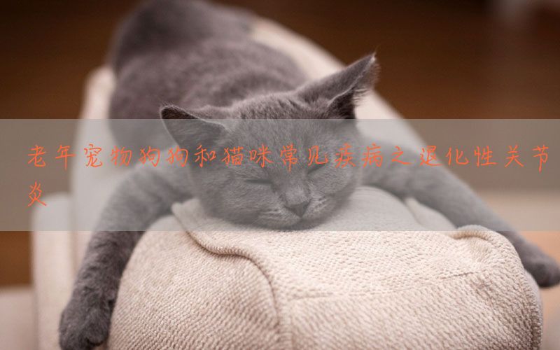 老年宠物狗狗和猫咪常见疾病之退化性关节炎(图1)