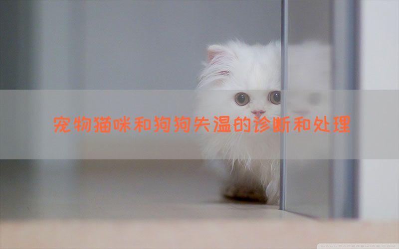 宠物猫咪和狗狗失温的诊断和处理