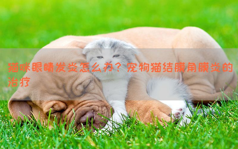 猫咪眼睛发炎怎么办？宠物猫结膜角膜炎的治疗