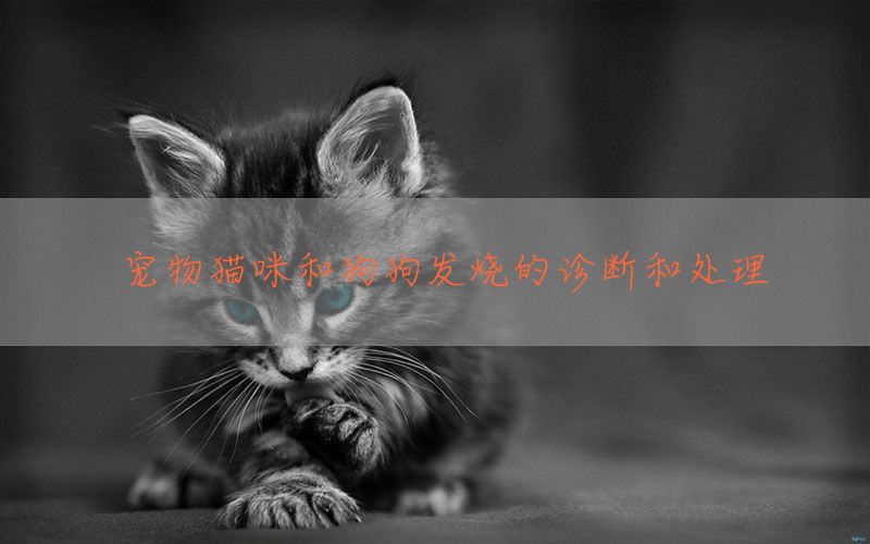 宠物猫咪和狗狗发烧的诊断和处理(图1)