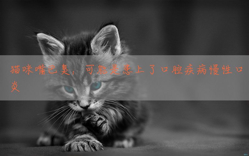 猫咪嘴巴臭：可能是患上了口腔疾病慢性口炎(图1)