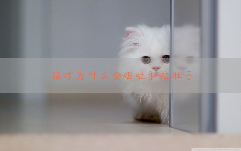 猫咪为什么会呕吐和拉肚子