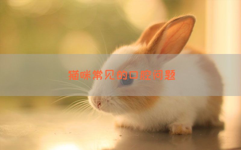 猫咪常见的口腔问题(图1)