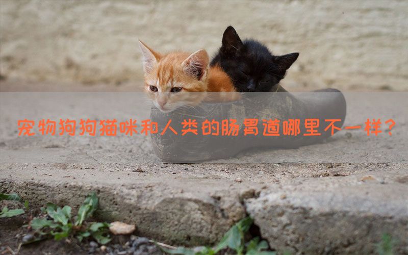 宠物狗狗猫咪和人类的肠胃道哪里不一样？