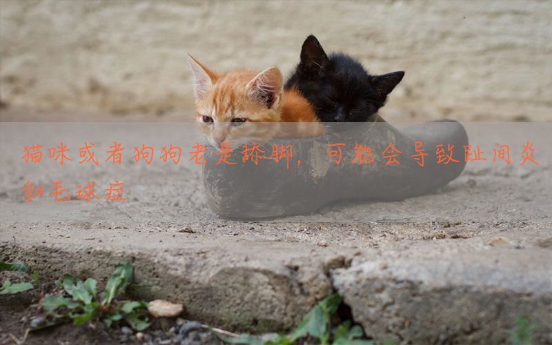 猫咪或者狗狗老是舔脚，可能会导致趾间炎和毛球症