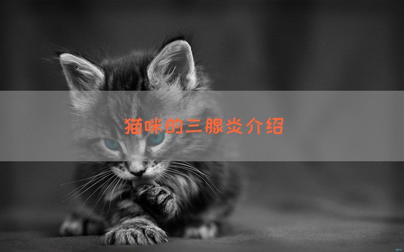 猫咪的三腺炎介绍(图1)