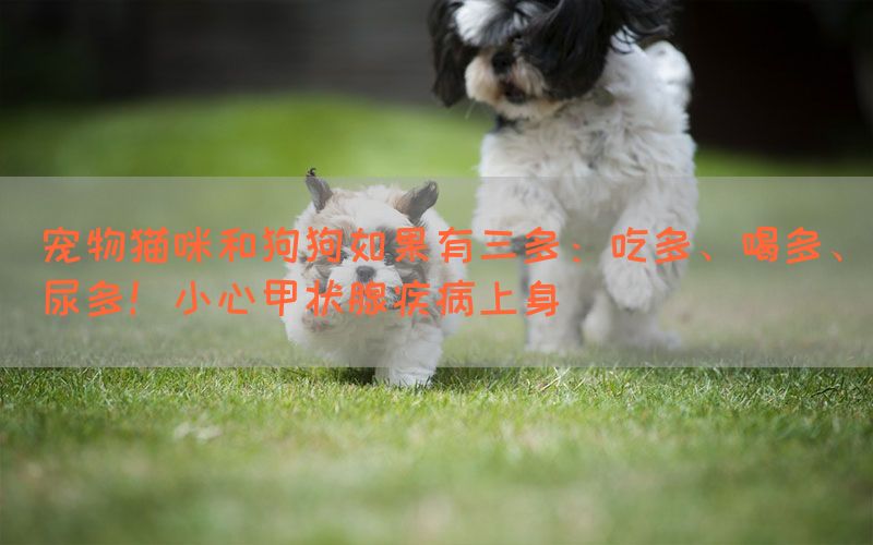 宠物猫咪和狗狗如果有三多：吃多、喝多、尿多！小心甲状腺疾病上身(图1)