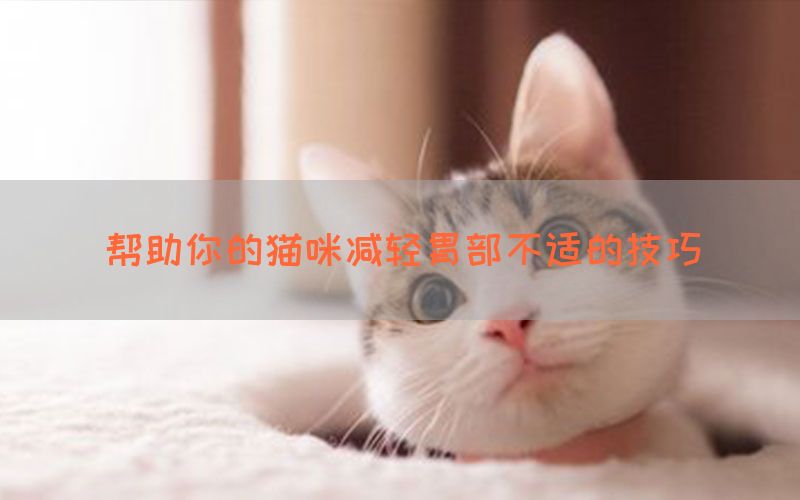 帮助你的猫咪减轻胃部不适的技巧(图1)