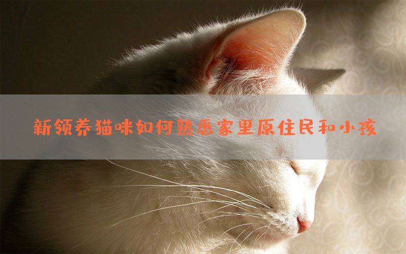 新领养猫咪如何熟悉家里原住民和小孩(图1)