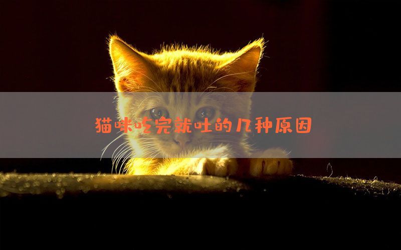 猫咪吃完就吐的几种原因