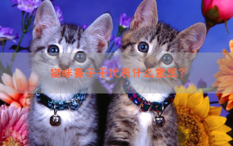 猫咪鼻子干代表什么意思？(图1)