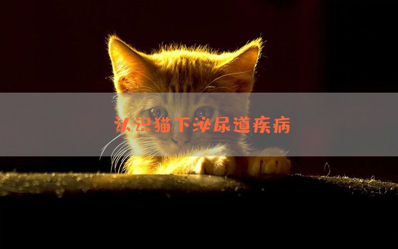 认识猫下泌尿道疾病