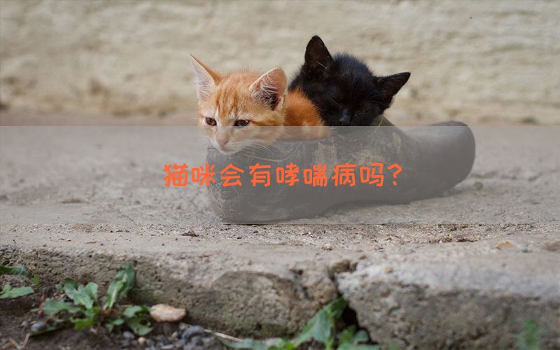 猫咪会有哮喘病吗？(图1)