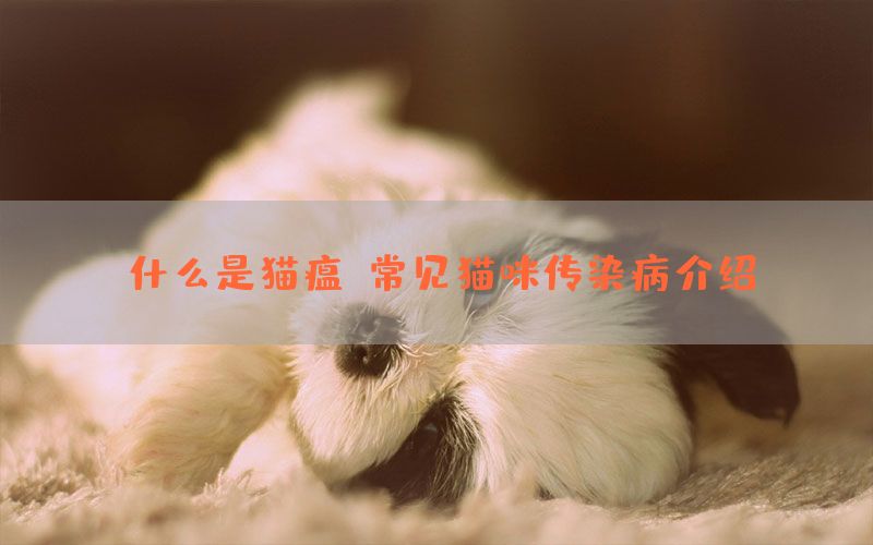 什么是猫瘟?常见猫咪传染病介绍