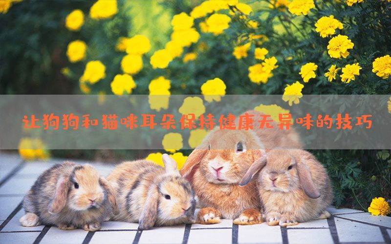 让狗狗和猫咪耳朵保持健康无异味的技巧(图1)