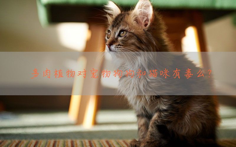 多肉植物对宠物狗狗和猫咪有毒么？(图1)