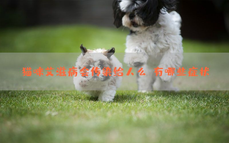 猫咪艾滋病会传染给人么？有哪些症状？