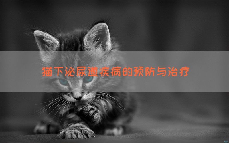 猫下泌尿道疾病的预防与治疗(图1)