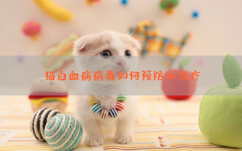 猫白血病病毒如何预防和治疗(图1)