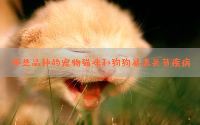 哪些品种的宠物猫咪和狗狗易患关节疾病(图1)