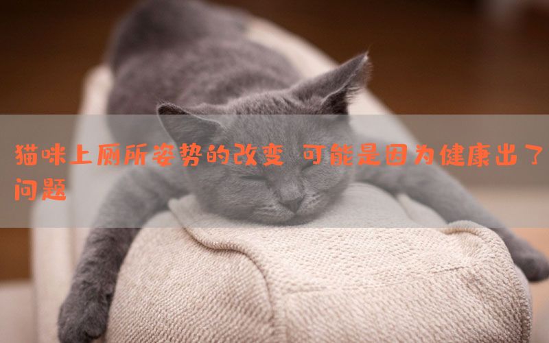 猫咪上厕所姿势的改变，可能是因为健康出了问题