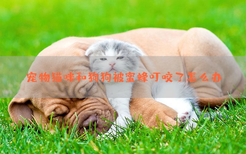 宠物猫咪和狗狗被蜜蜂叮咬了怎么办？(图1)