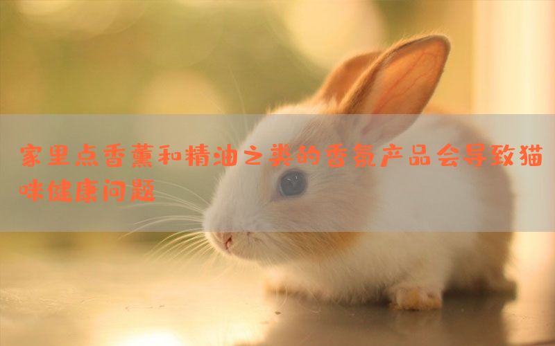 家里点香薰和精油之类的香氛产品会导致猫咪健康问题(图1)